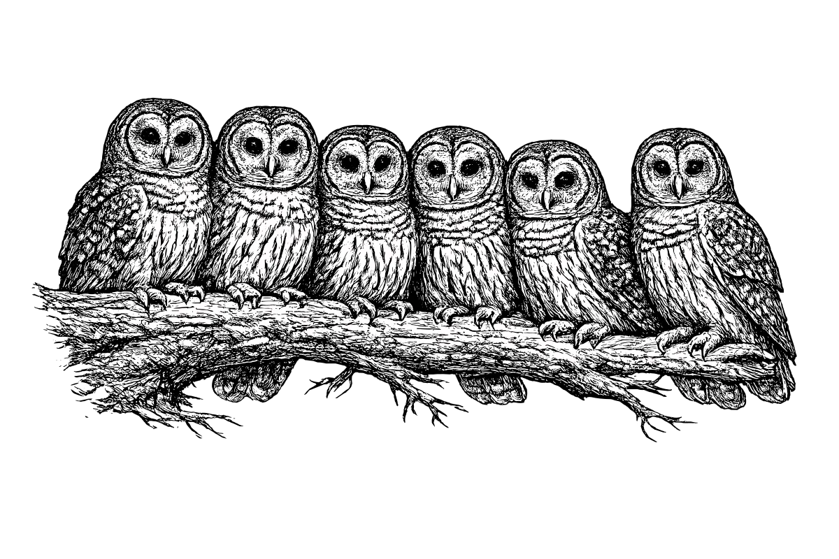 Parliament, Shiver, Rhumba: A Field Guide to Collective Nouns