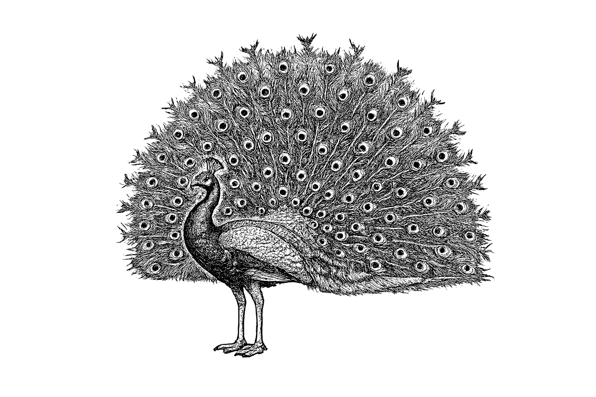 Woodcut illustration of a Peacock
