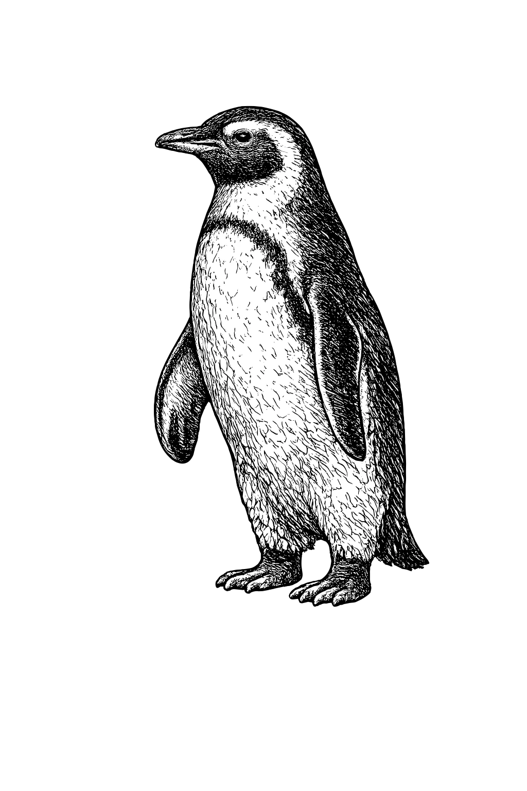 Woodcut illustration of a Penguin