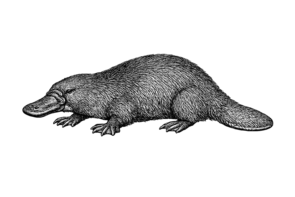 Woodcut illustration of a Platypus