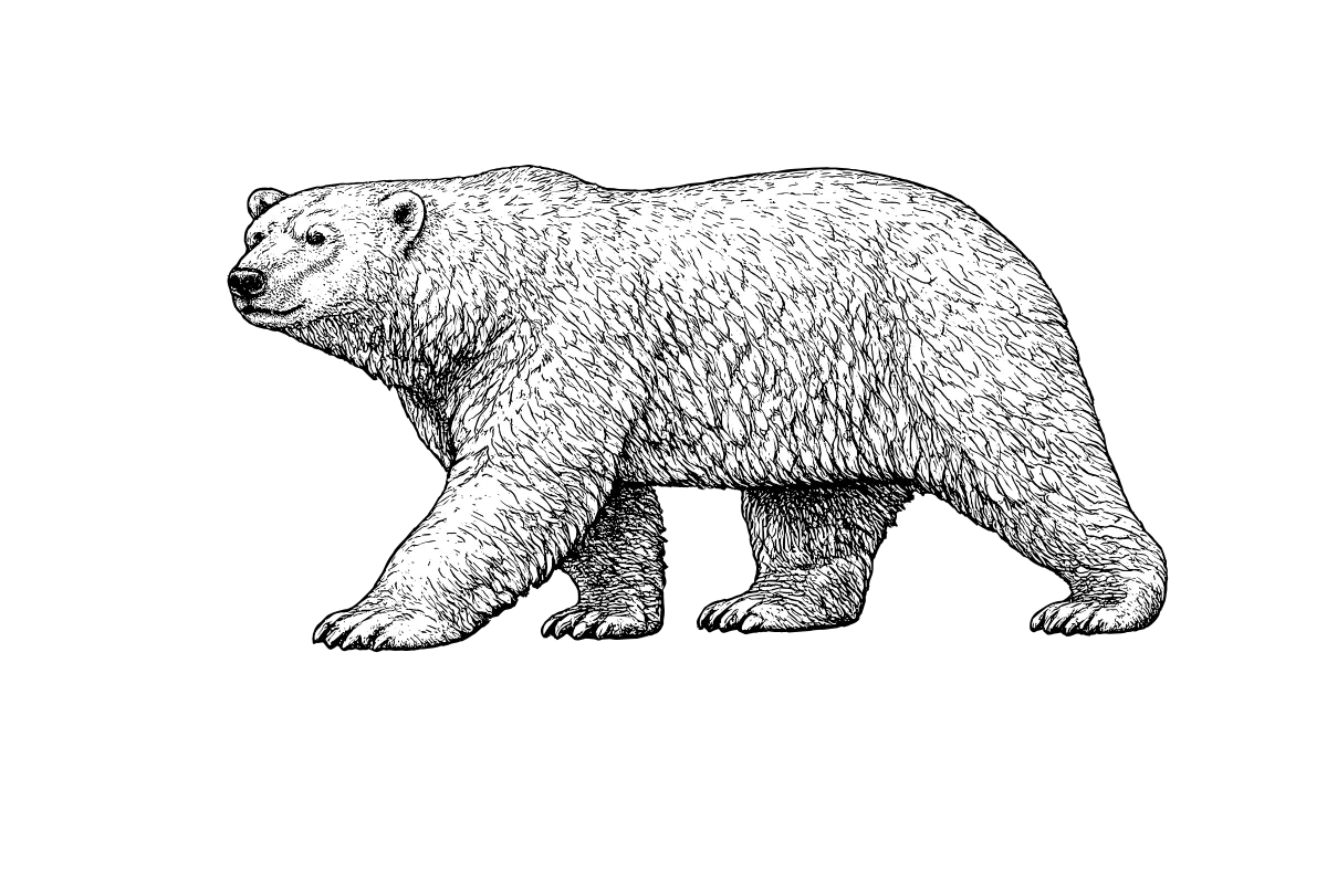 Woodcut illustration of a Polar Bear