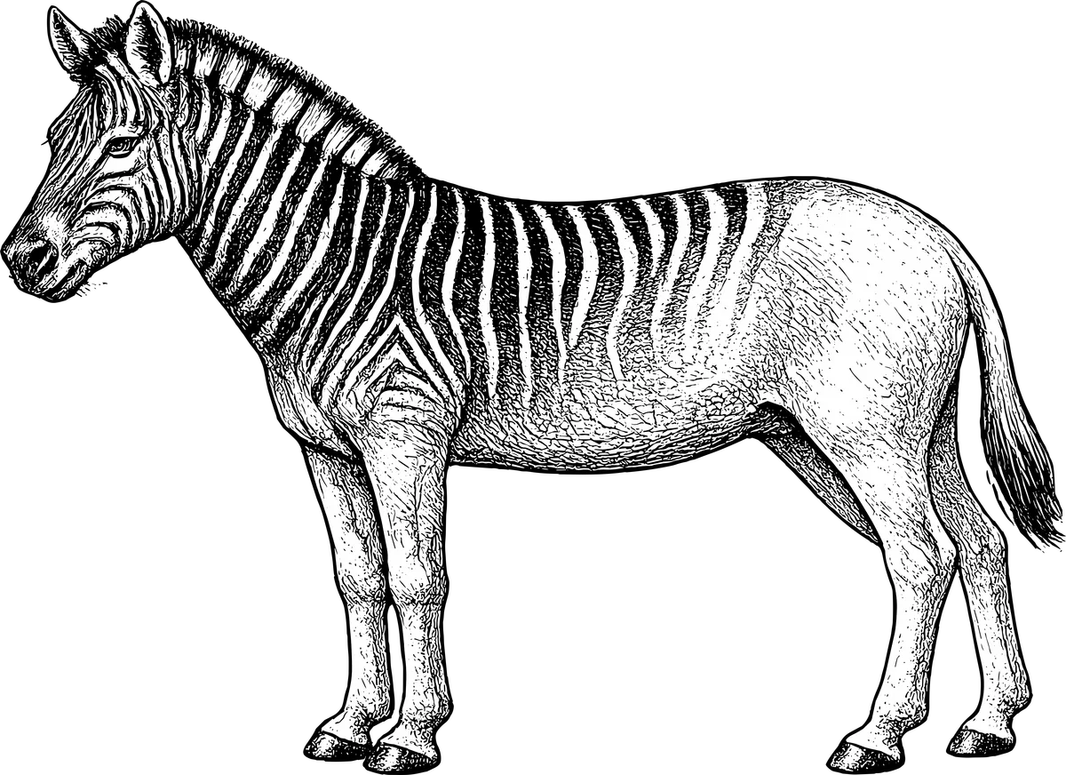 Woodcut-style illustration of a Quagga