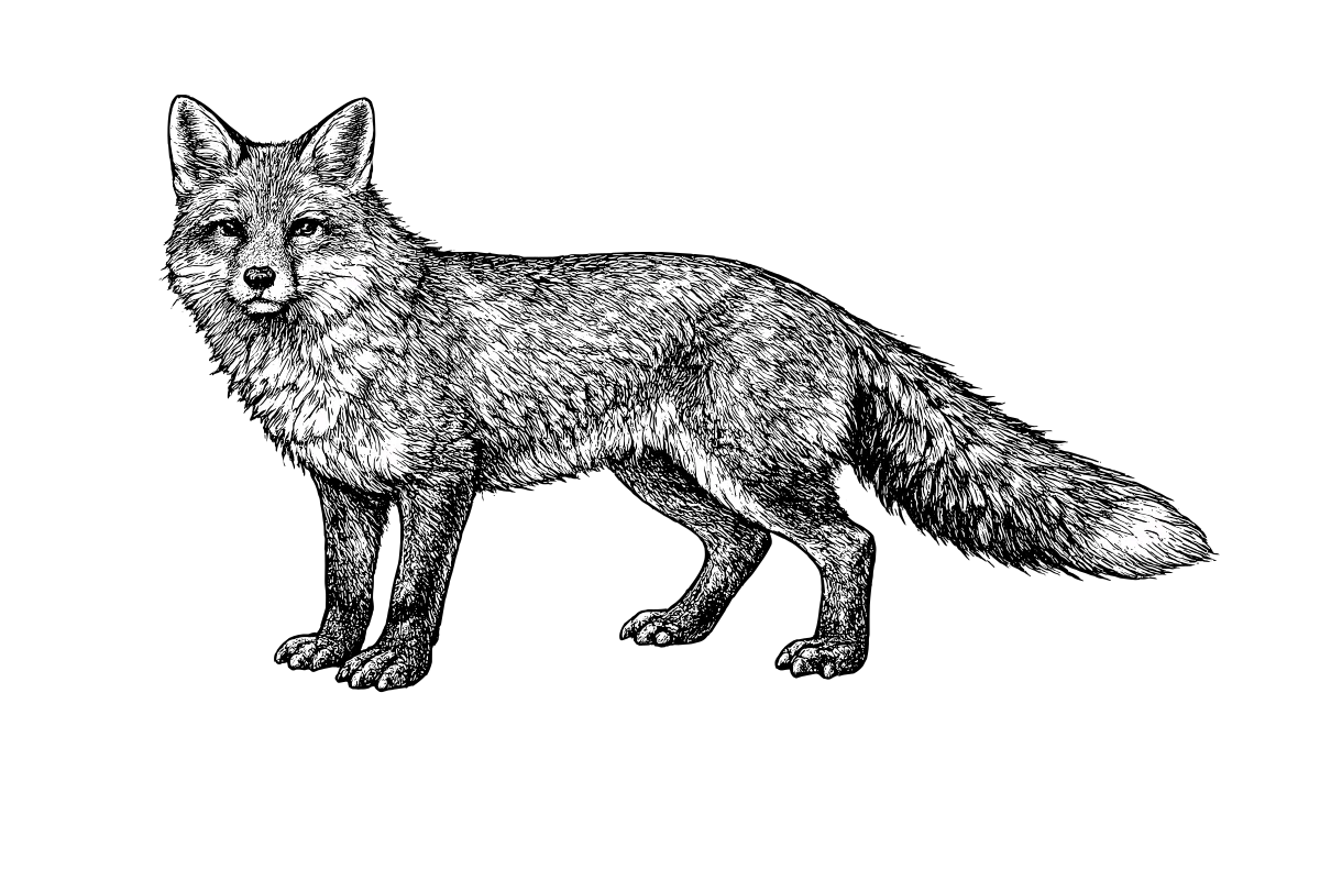 Woodcut illustration of a Red Fox