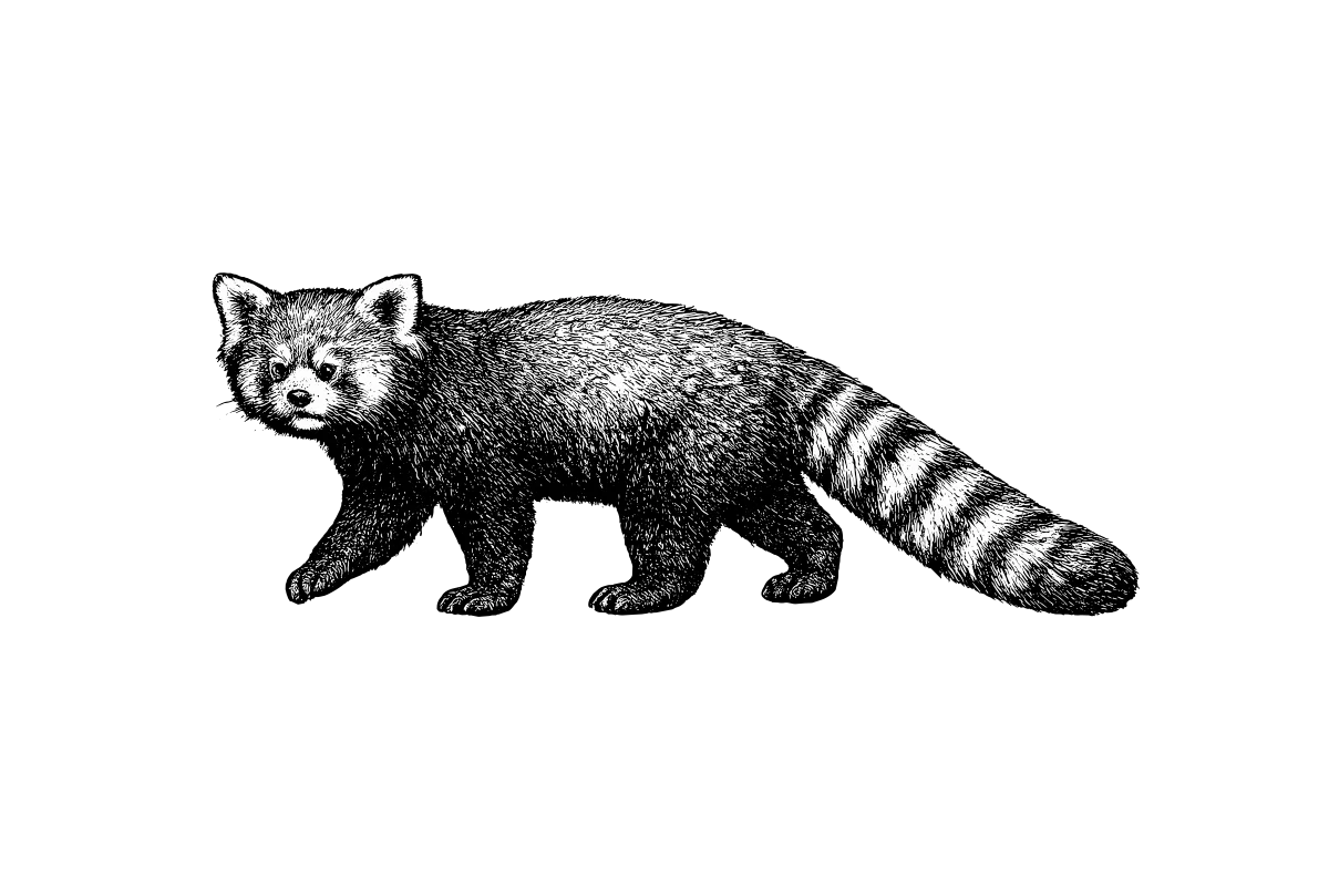 Woodcut-style illustration of a Red Panda