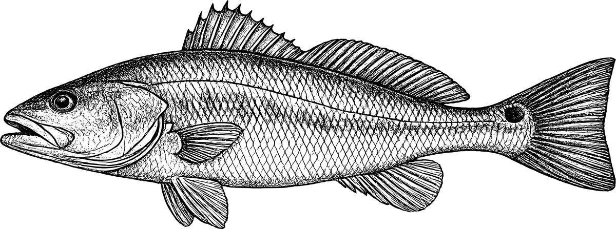 Woodcut-style illustration of a Redfish