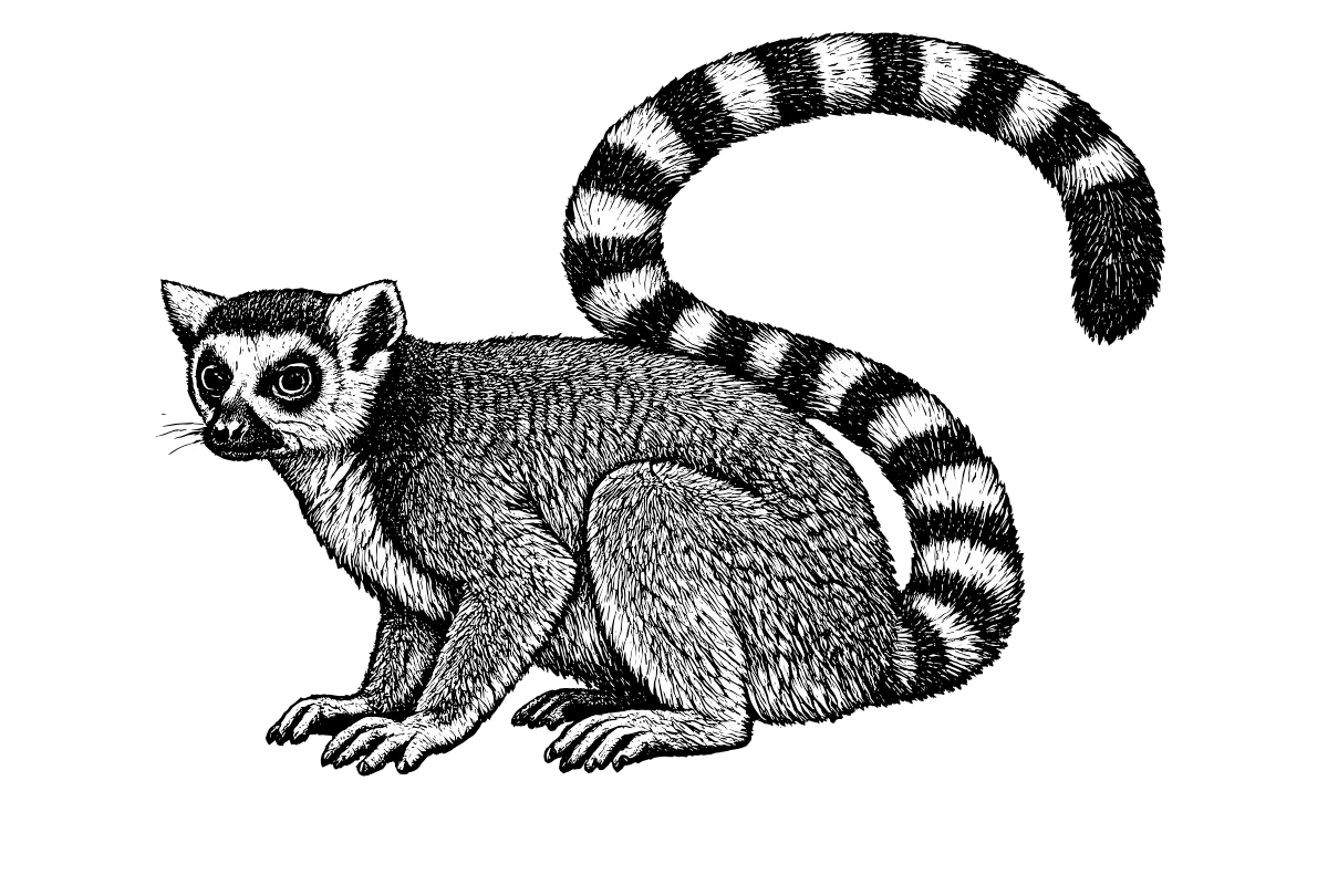Woodcut illustration of a Ring-tailed Lemur