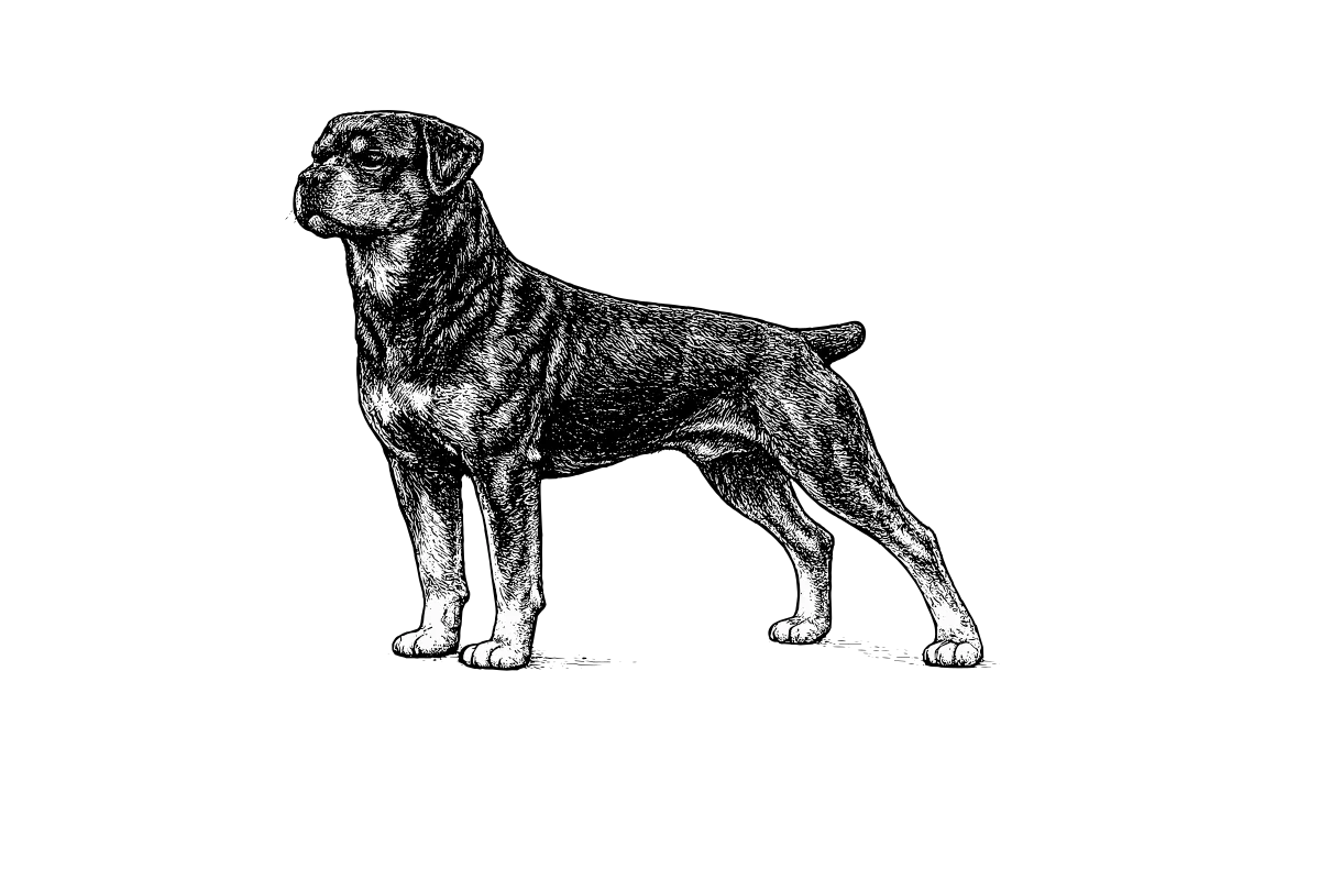 Woodcut illustration of a Rottweiler