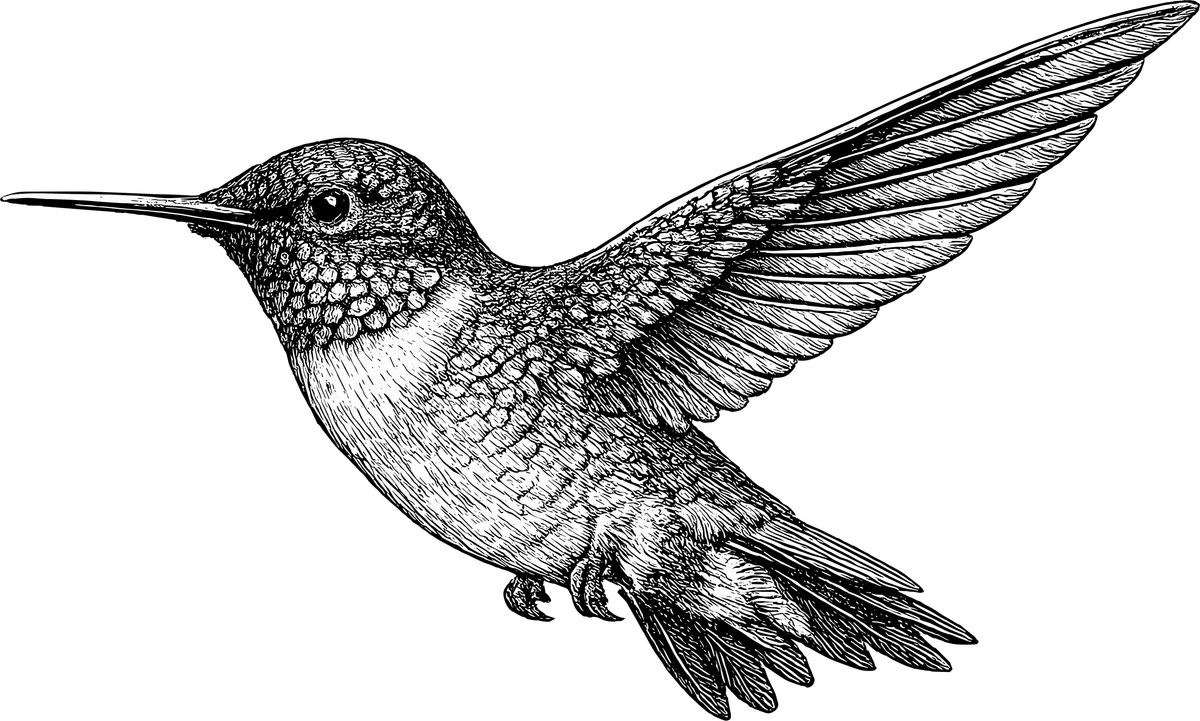 Woodcut illustration of a Ruby-throated Hummingbird