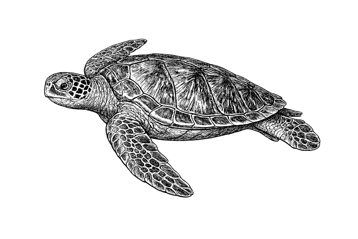 Woodcut illustration of a Green Sea Turtle