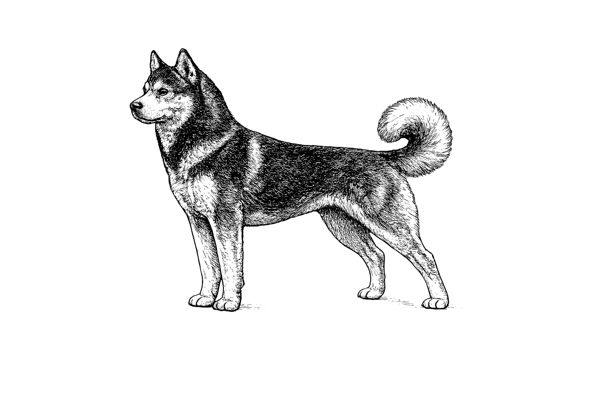 Woodcut illustration of a Siberian Husky