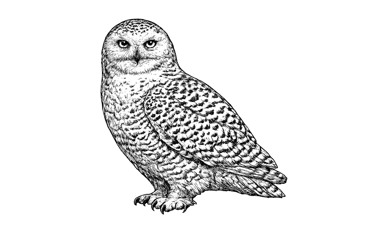 Woodcut illustration of a Snowy Owl