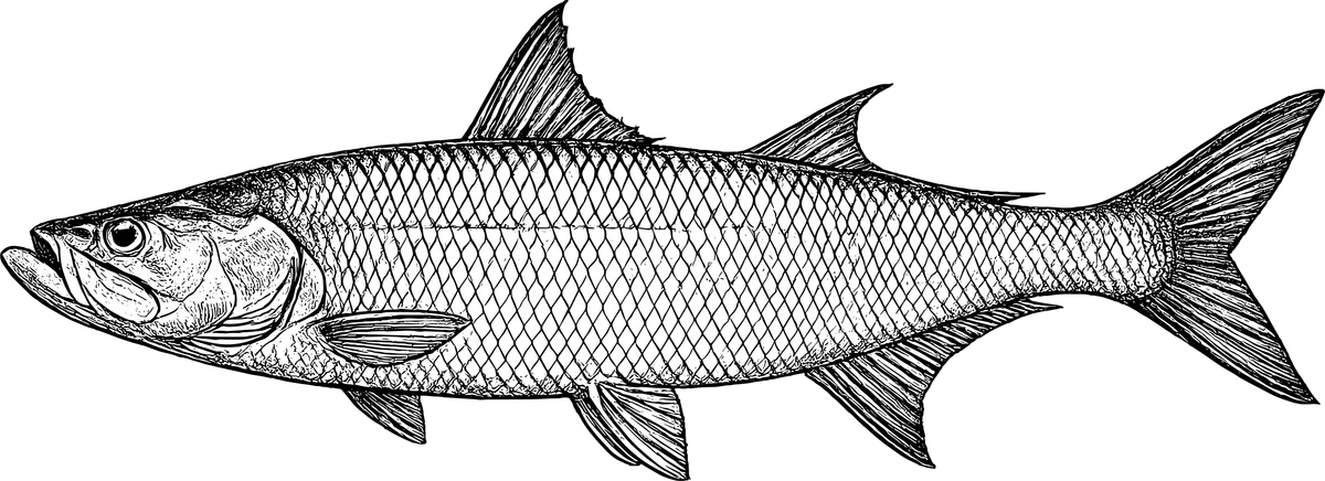 Woodcut illustration of a Atlantic Tarpon