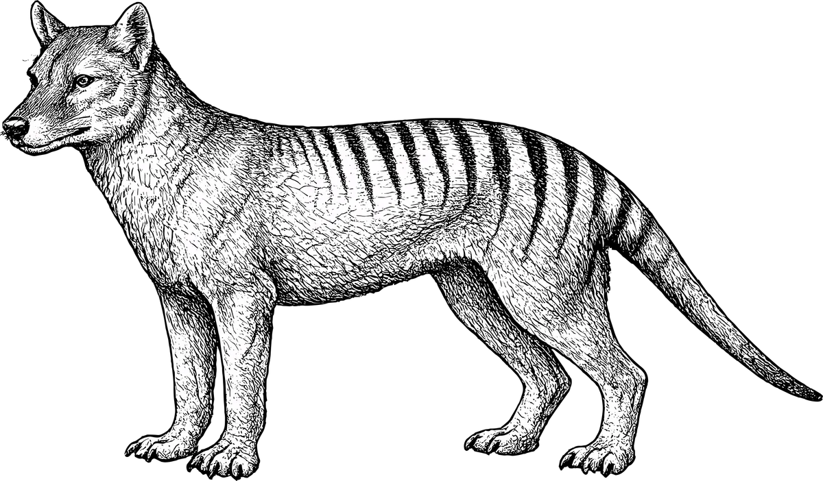Woodcut illustration of a Tasmanian Tiger