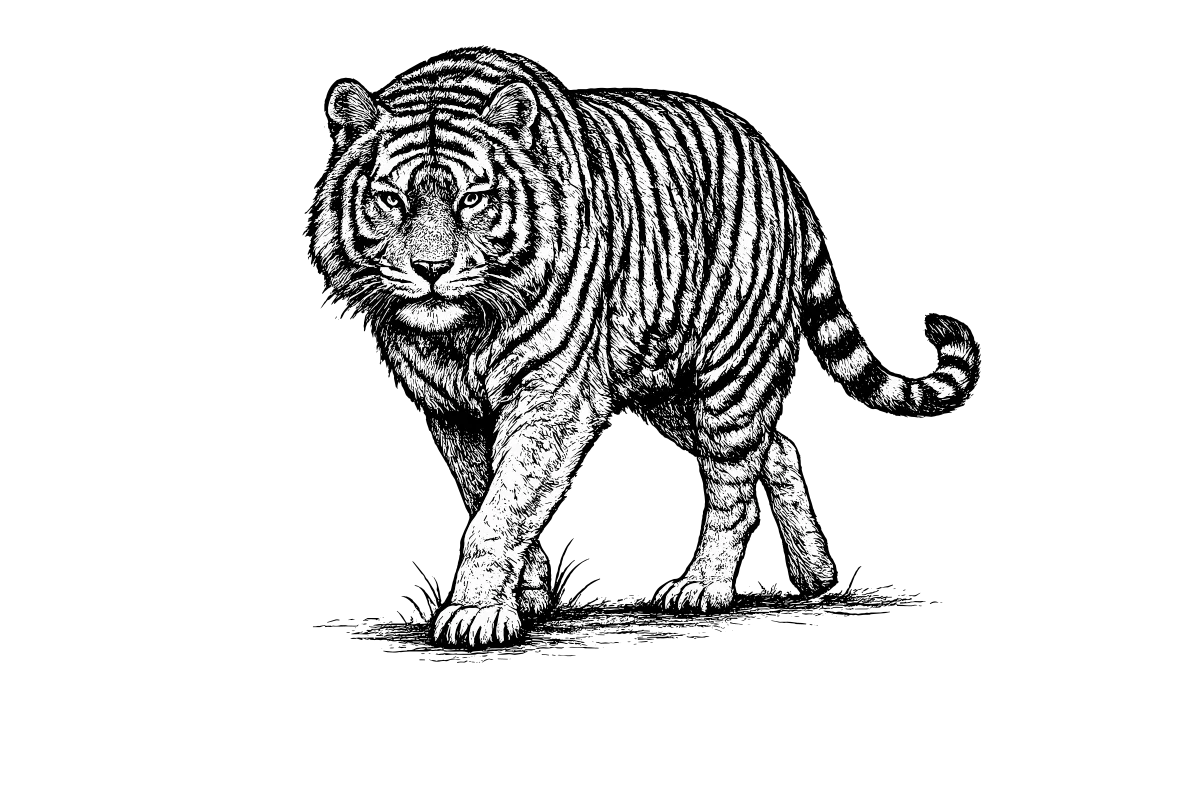 Woodcut illustration of a Tiger