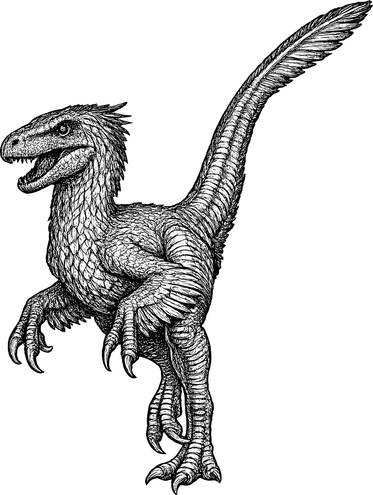 Woodcut illustration of a Velociraptor