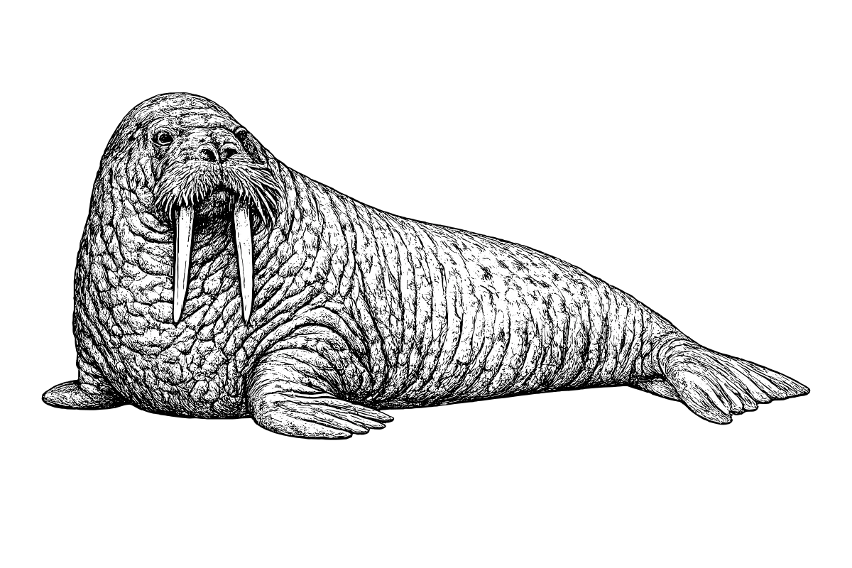 Woodcut illustration of a Walrus