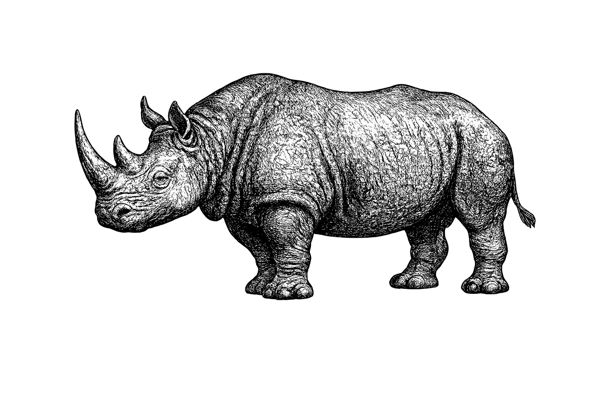 Woodcut illustration of a White Rhinoceros