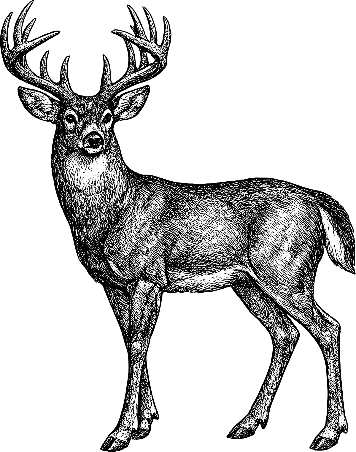 Woodcut-style illustration of a White-tailed Deer