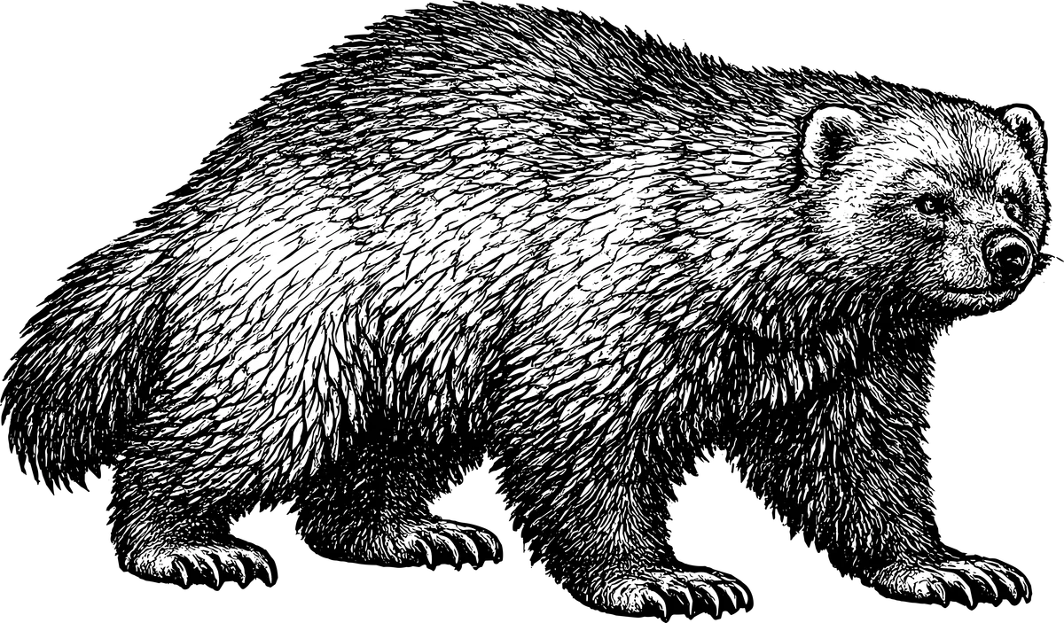 Woodcut-style illustration of a Wolverine