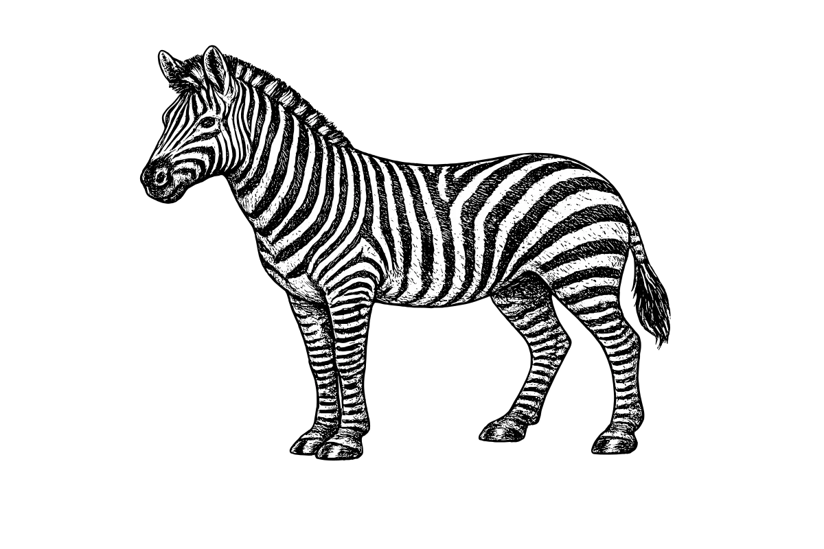 Woodcut illustration of a Plains Zebra